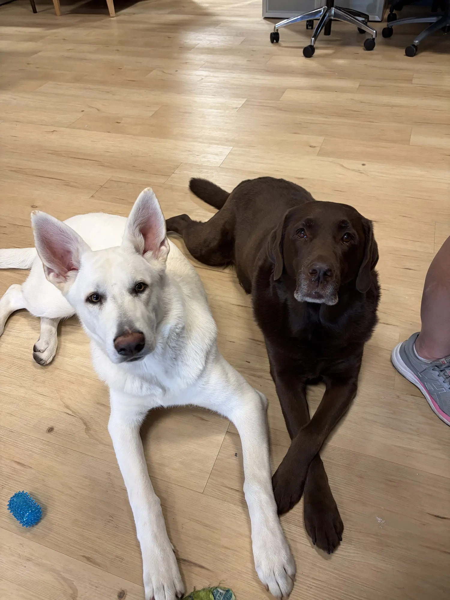 Sally and Finn - Office Dogs, Offices For Less